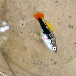 Variable Platyfish, photo 6