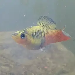 Variable Platyfish, photo 7