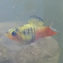 Variable Platyfish, photo 8