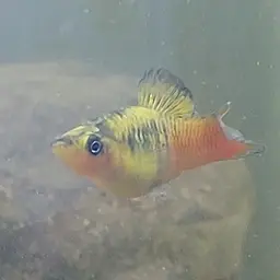 Variable Platyfish, photo 9