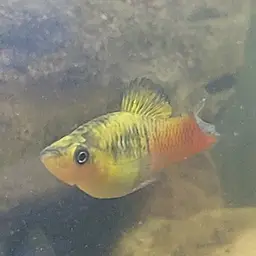 Variable Platyfish, photo 10