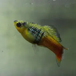 Variable Platyfish, photo 11