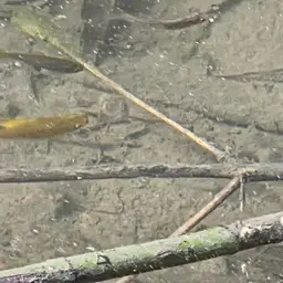 Variable Platyfish, photo 12
