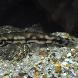 Panda Loach, photo 1
