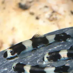 Panda Loach, photo 2
