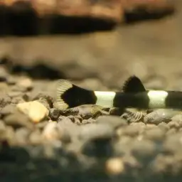 Panda Loach, photo 3
