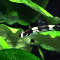Panda Loach, photo 4