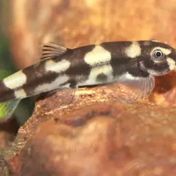 Panda Loach, photo 5