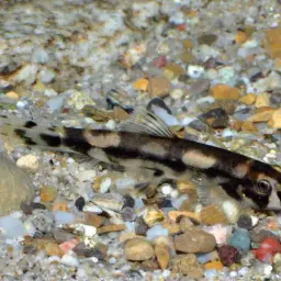 Panda Loach, photo 6