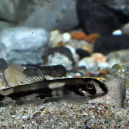 Panda Loach, photo 7