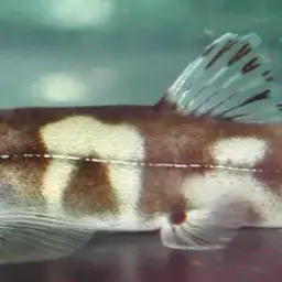 Panda Loach, photo 8
