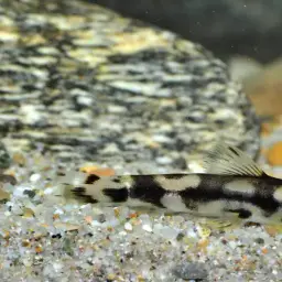 Panda Loach, photo 9
