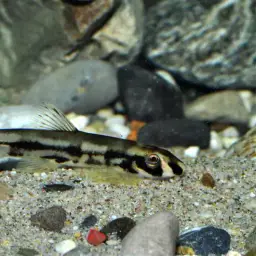 Panda Loach, photo 10