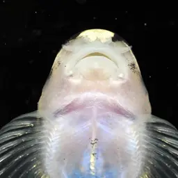 Panda Loach, photo 11