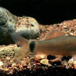 Sun Loach, photo 2
