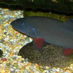 Sun Loach, photo 3