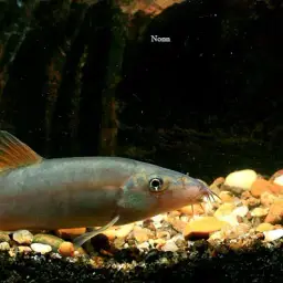 Red-finned Loach, photo 2