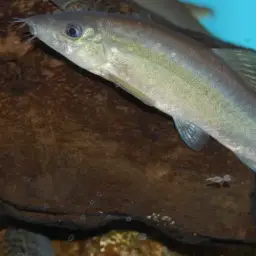 Red-finned Loach, photo 3