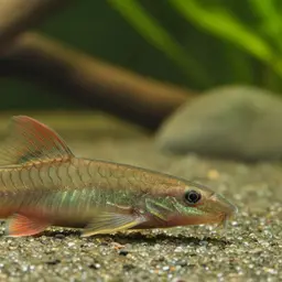 Red-finned Loach, photo 1