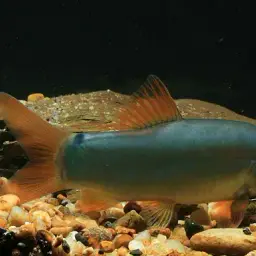 Blue Botia, photo 2