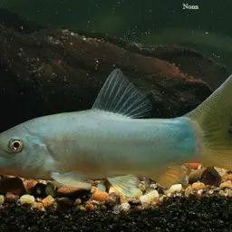 Blue Botia, photo 3