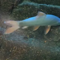 Blue Botia, photo 8