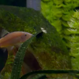 Skunk Loach, photo 1