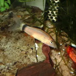 Skunk Loach, photo 2