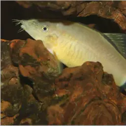 Skunk Loach, photo 3