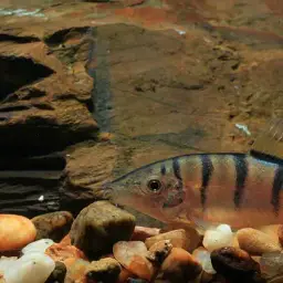 Skunk Loach, photo 4