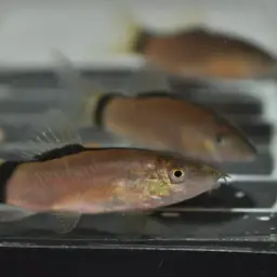 Skunk Loach, photo 5