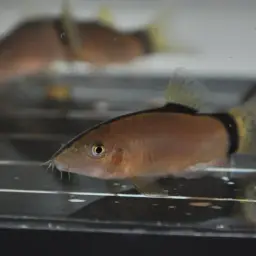 Skunk Loach, photo 7