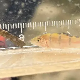Skunk Loach, photo 8