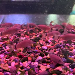 Skunk Loach, photo 9