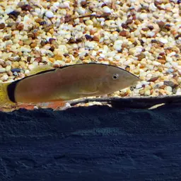 Skunk Loach, photo 10