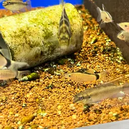 Skunk Loach, photo 11