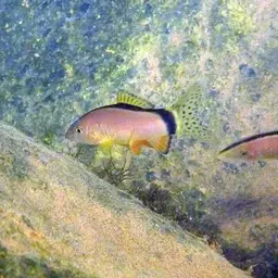 Skunk Loach, photo 12