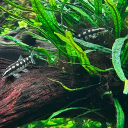 Dwarf Chain Loach