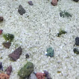 Dwarf Chain Loach, photo 2