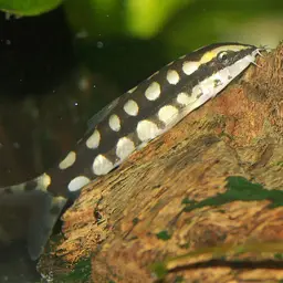 Dwarf Chain Loach, photo 8
