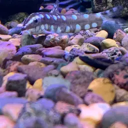 Dwarf Chain Loach, photo 3