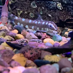 Dwarf Chain Loach, photo 4