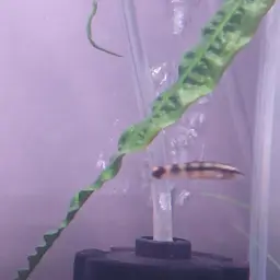 Dwarf Chain Loach, photo 5