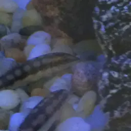 Dwarf Chain Loach, photo 6