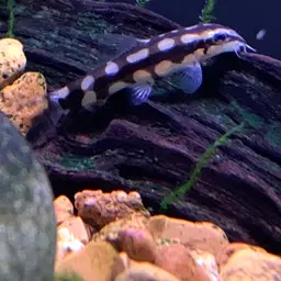 Dwarf Chain Loach, photo 7