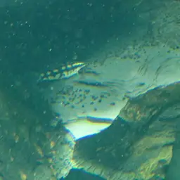 Dwarf Chain Loach, photo 9