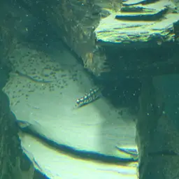 Dwarf Chain Loach, photo 10