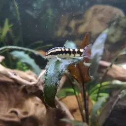 Dwarf Chain Loach, photo 11