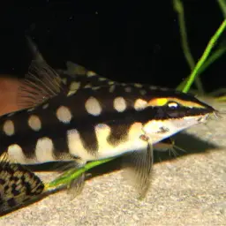 Dwarf Chain Loach, photo 12