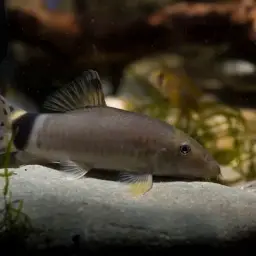 Jaguar Loach, photo 1